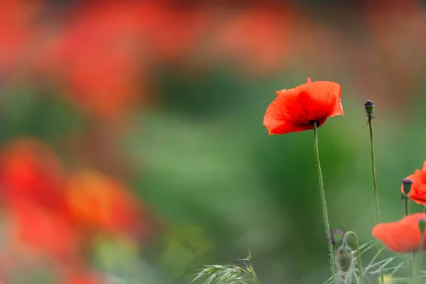 Single poppy flower with poppy field background — Stock Photo, Image