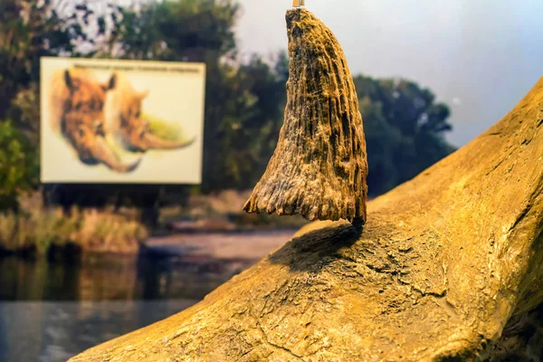 Horn of Woolly Rhinoceros in museum close — Stock Photo, Image