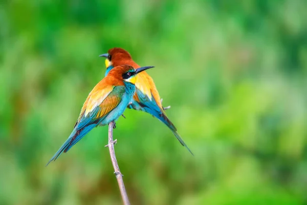 Egzotik renkli tropikal kuşlar bee-eaters çifti — Stok fotoğraf