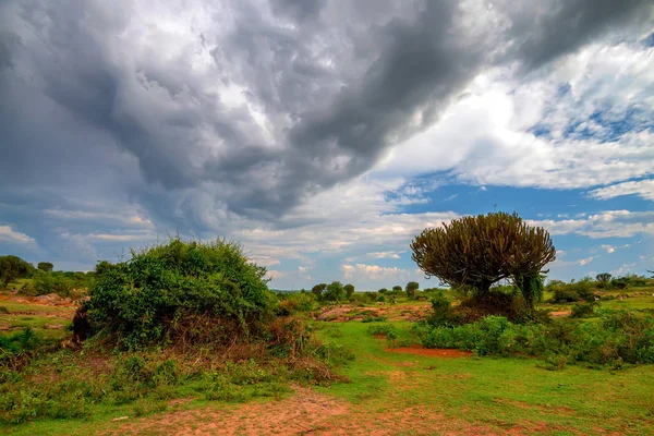 Güzel savannah Afrika — Stok fotoğraf