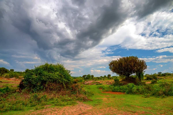 Hermosa sabana en África — Foto de Stock