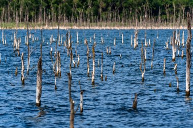 Göl yaz manzara içinde büyüyen küçük kuru ağaçlar