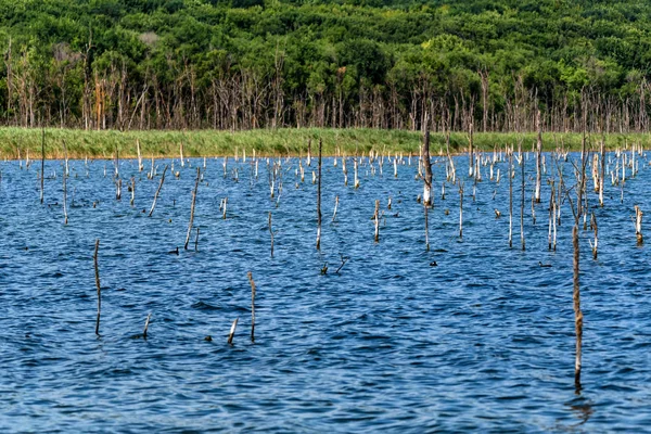 Pequenas árvores secas crescendo na paisagem lago verão — Fotografia de Stock