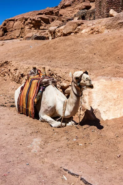 Верблюд отдыхает в пустыне Синай, Египет — стоковое фото
