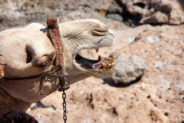 Camel with open mouth close — Stock Photo, Image