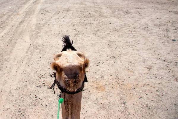 Passeio de camelo em Abu Galum vista de volta — Fotografia de Stock