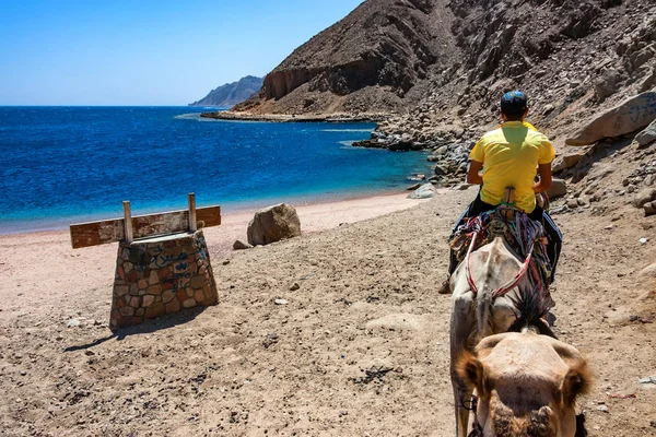 Indietro vista nomadi portare viaggio in cammello Egitto — Foto Stock