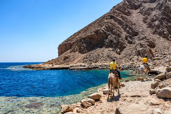 Indietro vista nomadi portare viaggio in cammello Egitto — Foto Stock