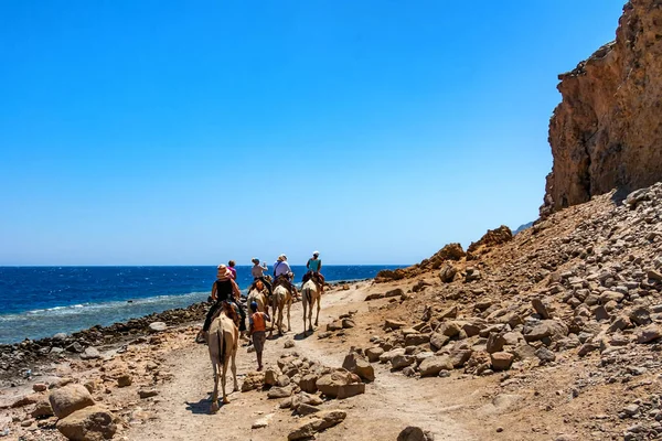 Back view nomads lead camel trip in Egypt — Stock Photo, Image