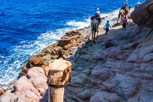 Indietro vista nomadi portare viaggio in cammello Egitto — Foto Stock