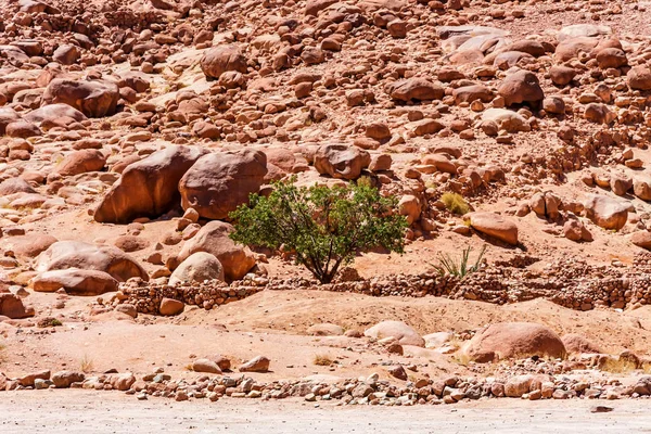 Singolo albero e rocce nel deserto sulla penisola del Sinai — Foto Stock