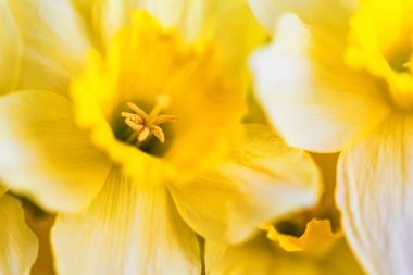 Güzel sarı nergis kapatın