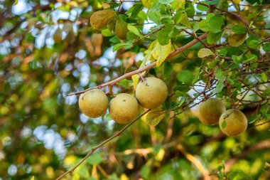 Limonia acidissima ağacı meyve ile
