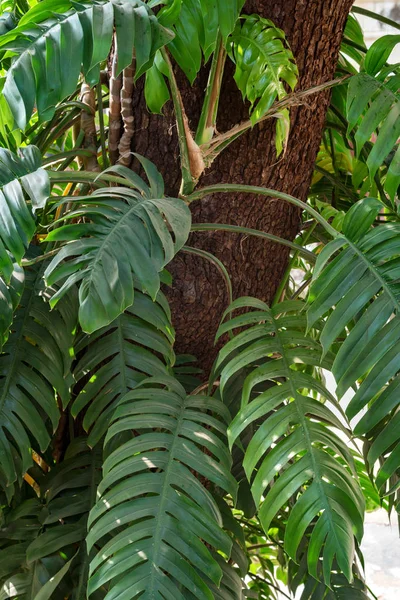 Duży zielony liść roślina Monstera na drzewo — Zdjęcie stockowe
