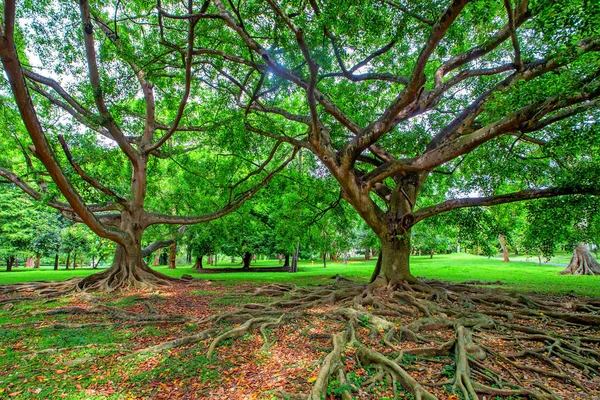 Grande árvore em Jardins Reais de Peradenia — Fotografia de Stock