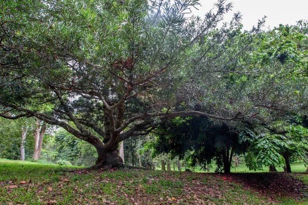 Grande árvore em Jardins Reais de Peradenia — Fotografia de Stock