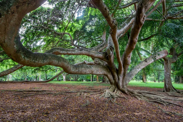 Grande árvore em Jardins Reais de Peradenia — Fotografia de Stock