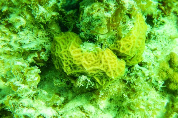 Gröna korall undervattens Stäng — Stockfoto