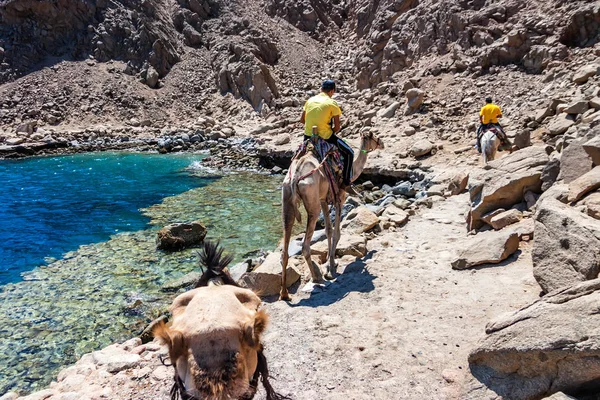 Back view nomads lead camel trip in Egypt — Stock Photo, Image