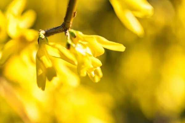 Flores amarillas de grosella en flor cerca — Foto de Stock