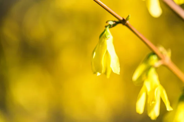 Fleurs jaunes de groseille en fleur fermer — Photo