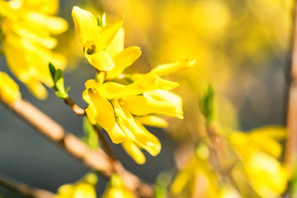 Fleurs jaunes de groseille en fleur fermer — Photo