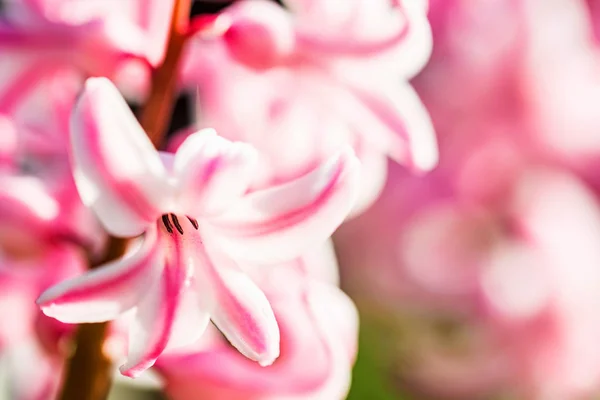 Piękny różowy kwiat hiacyntu Zamknij — Zdjęcie stockowe