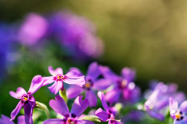 Violet Phlox fleurs fermer avec fond flou — Photo