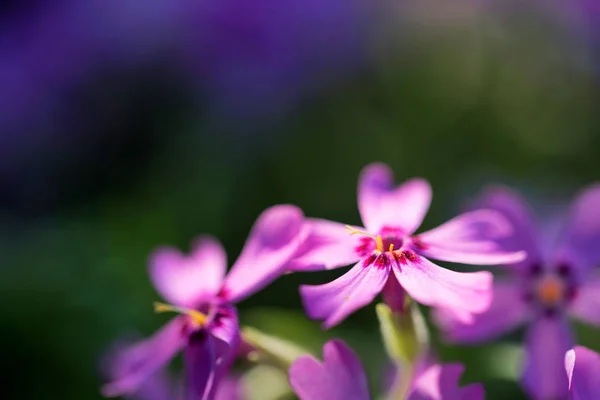 Violeta flores Phlox cerrar con fondo borroso — Foto de Stock