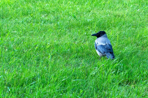 Hooded Crow eller Corvus cornix på gräs — Stockfoto