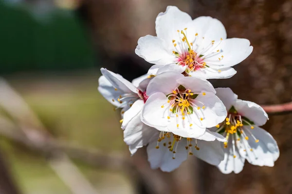 Floraison branche d'amandier fermer — Photo