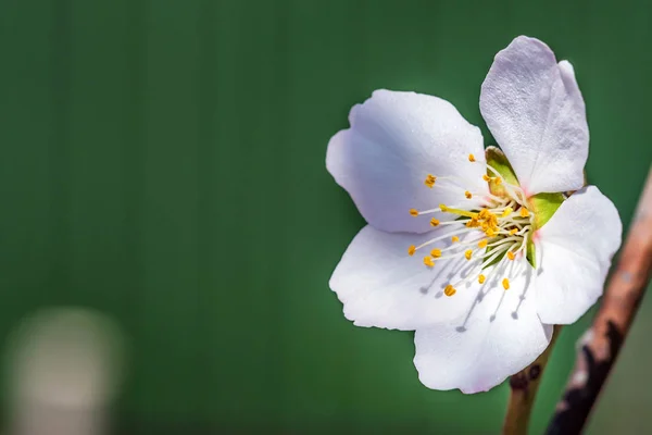 Floraison branche d'amandier fermer — Photo