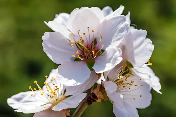 Floraison branche d'amandier fermer — Photo