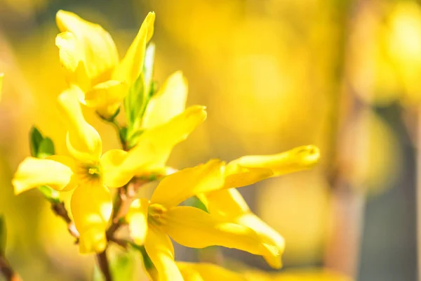 Flores amarillas de grosella en flor cerca — Foto de Stock