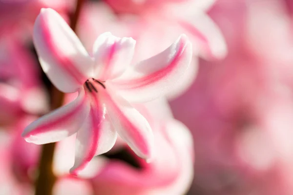 美しいピンクのヒヤシンスの花を閉じる — ストック写真