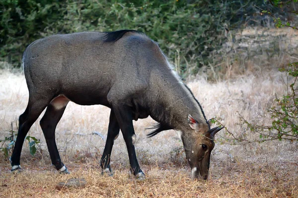 Vilda Nilgai eller Boselaphus tragocamelus — Stockfoto