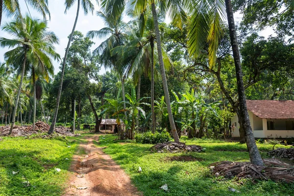 Kokosplantage i Asien — Stockfoto