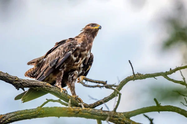 Greater spotted eagle or Clanga clanga — Stock Photo, Image