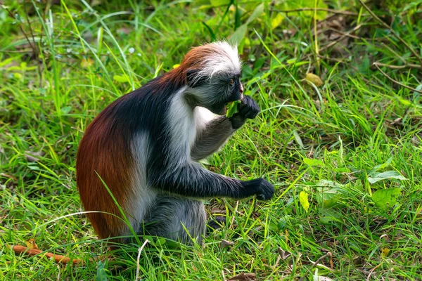 Bebê Zanzibar colobus vermelho ou Procolobus kirkii — Fotografia de Stock