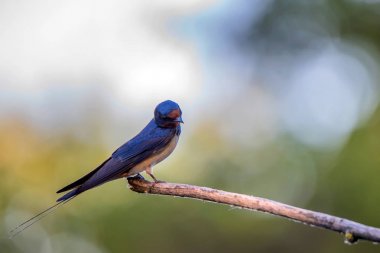 Kırlangıcı veya Hirundo rustica ağaçta oturuyor