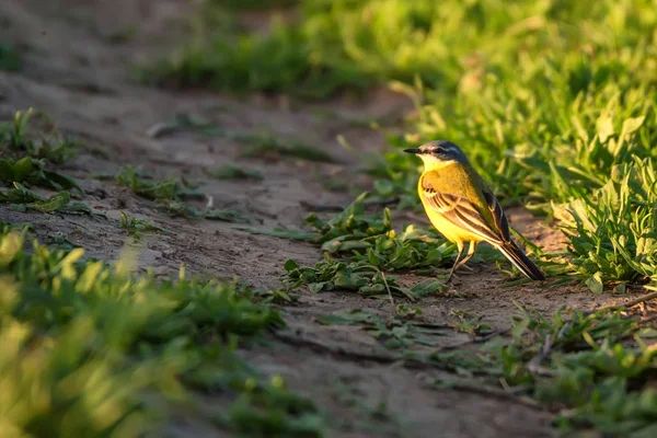 Western sárga billegető vagy Motacilla flava fa — Stock Fotó