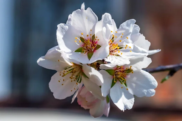 Floraison branche d'amandier fermer — Photo