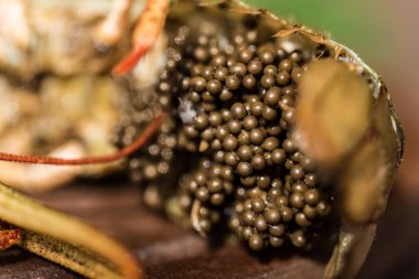 Ahşap arka plan üzerinde bira ile ham kerevit