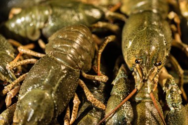 Ahşap arka plan üzerinde bira ile ham kerevit