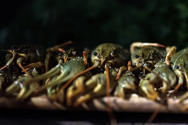 Raw crayfish with beer on wooden background — Stock Photo, Image