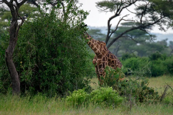 Masai Giraffe eet bladeren in savannah — Stockfoto