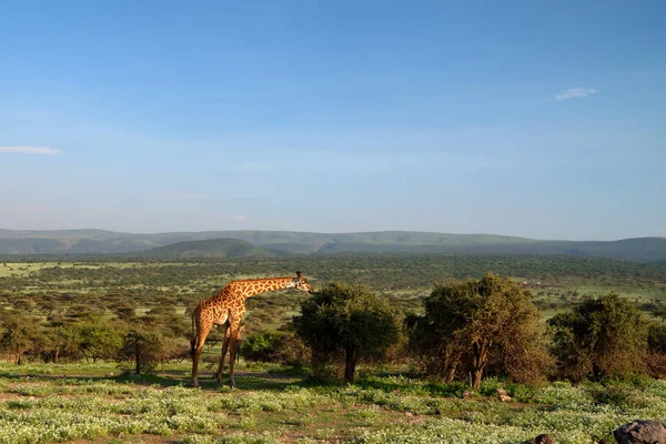 Żyrafa Masai zjada liści w savannah — Zdjęcie stockowe