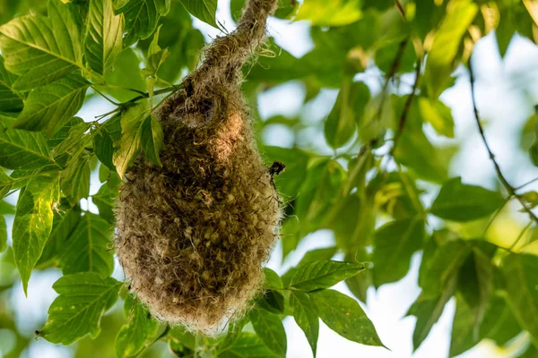 Eurasian penduline tit nest — Stock fotografie