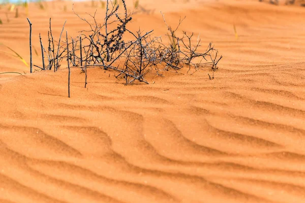 Пустынный песок фон с сухими ветвями — стоковое фото