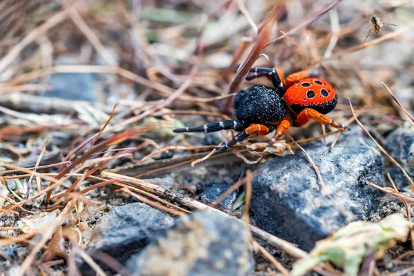 Ladybird spindel eller Eresus kollari nära — Stockfoto